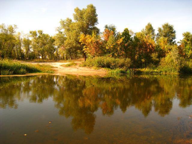 лес - оригинал