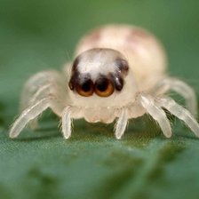 Схема вышивки «новорожденный пак»