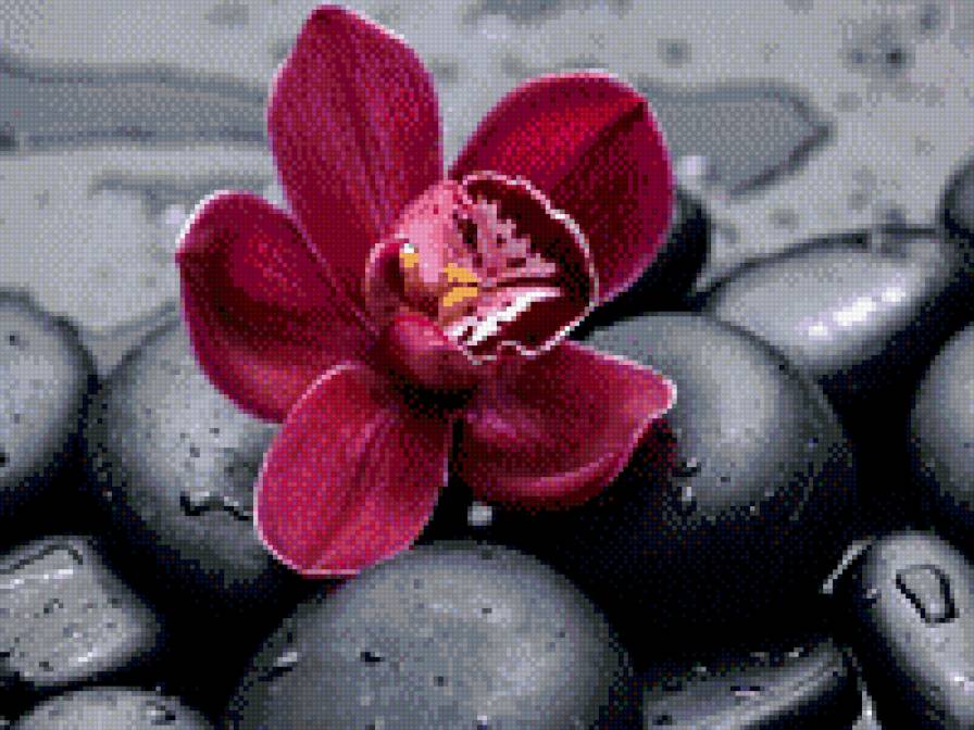 орхидея - природа, орхидея, цветы - предпросмотр