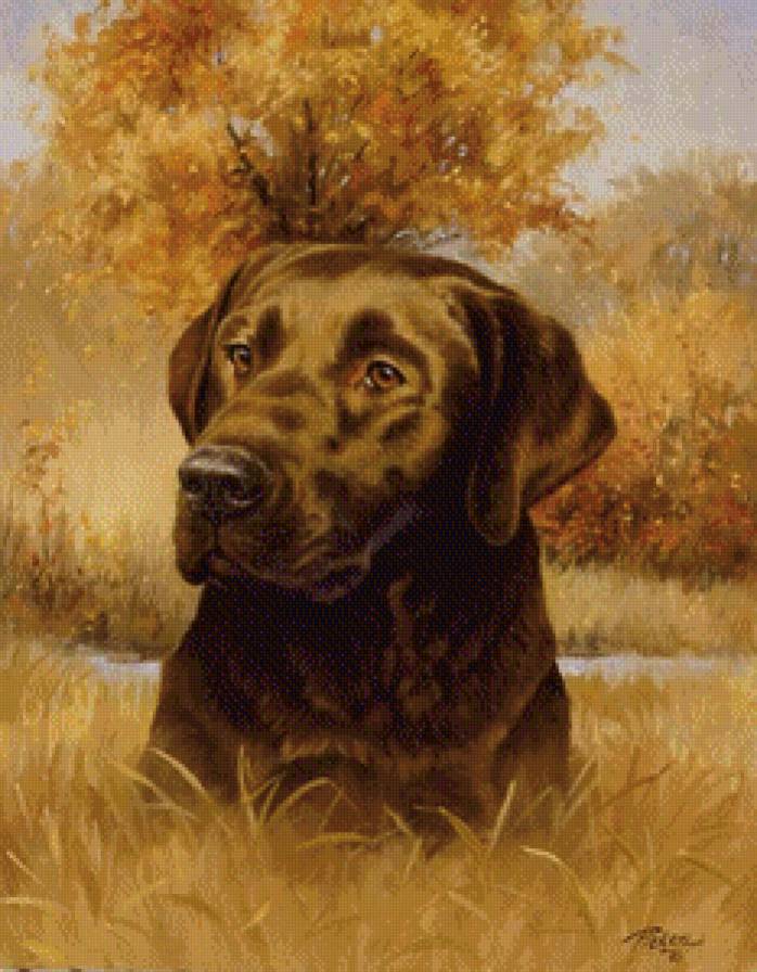 Шоколадный лабрадор и осень - лабрадор, собака, осень - предпросмотр