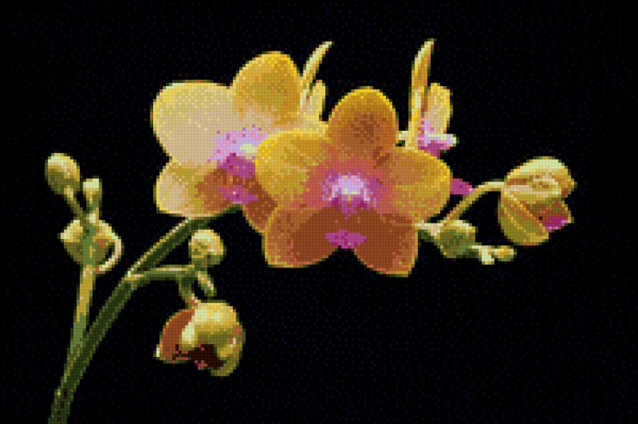 Орхидея - предпросмотр