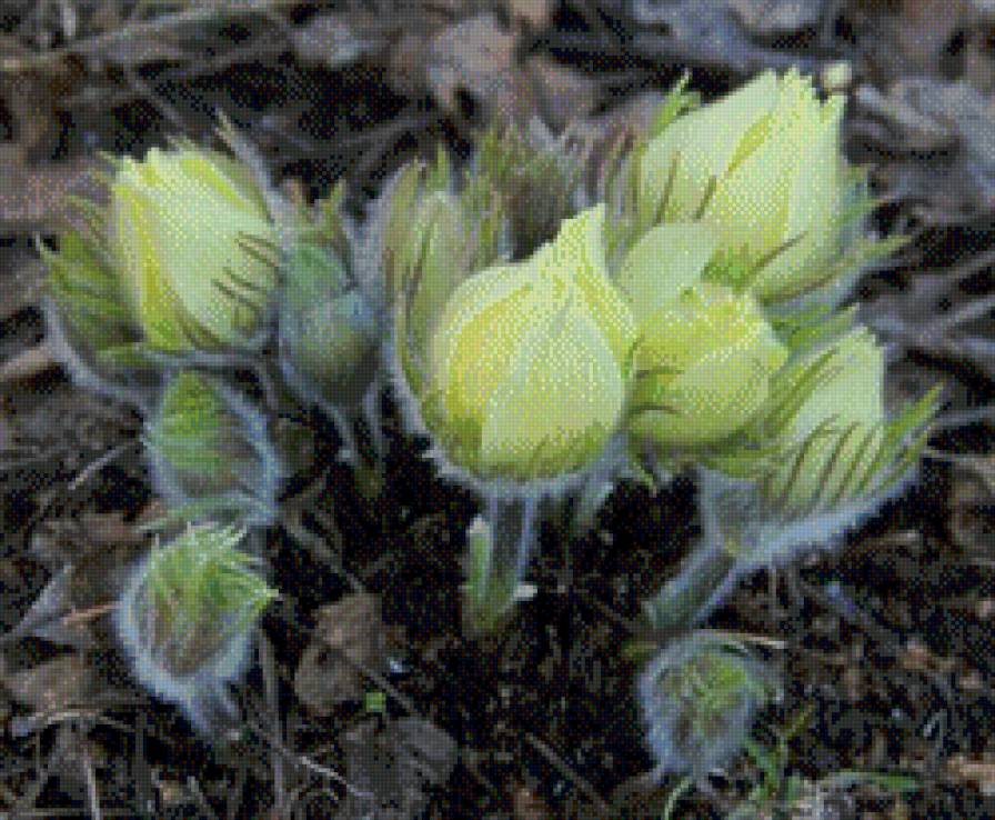 Подснежники (прострел) - цветы, подснежники - предпросмотр