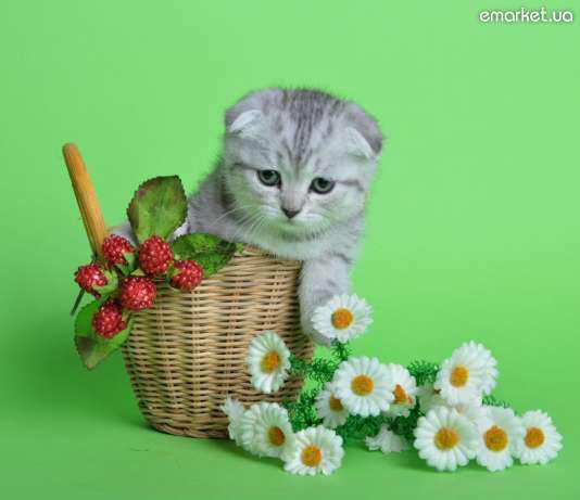 киця - оригинал