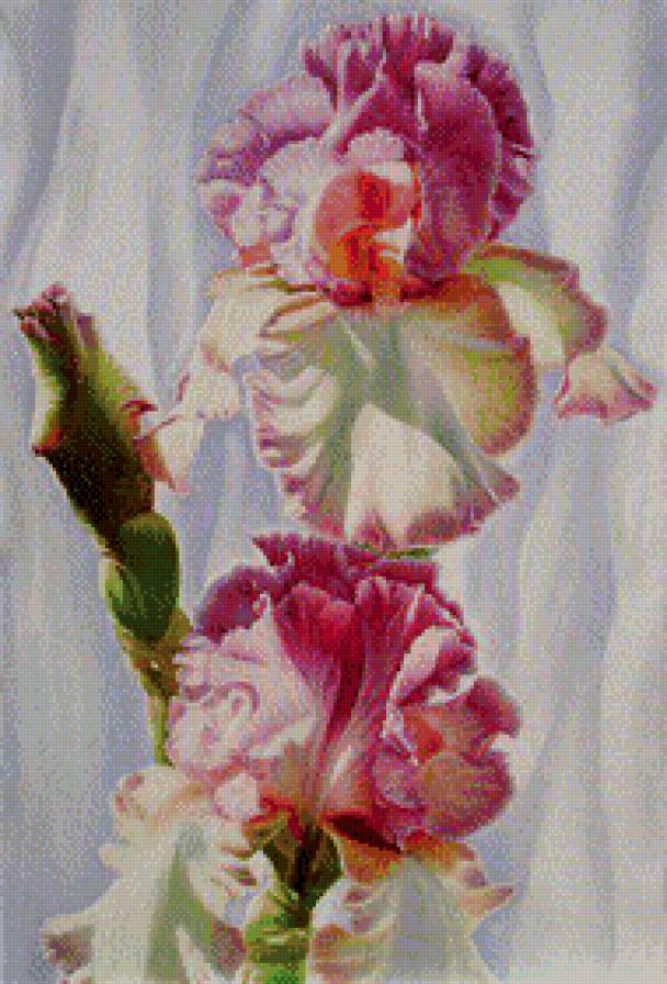 ирисы - цветы - предпросмотр