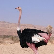 Схема вышивки «страус»