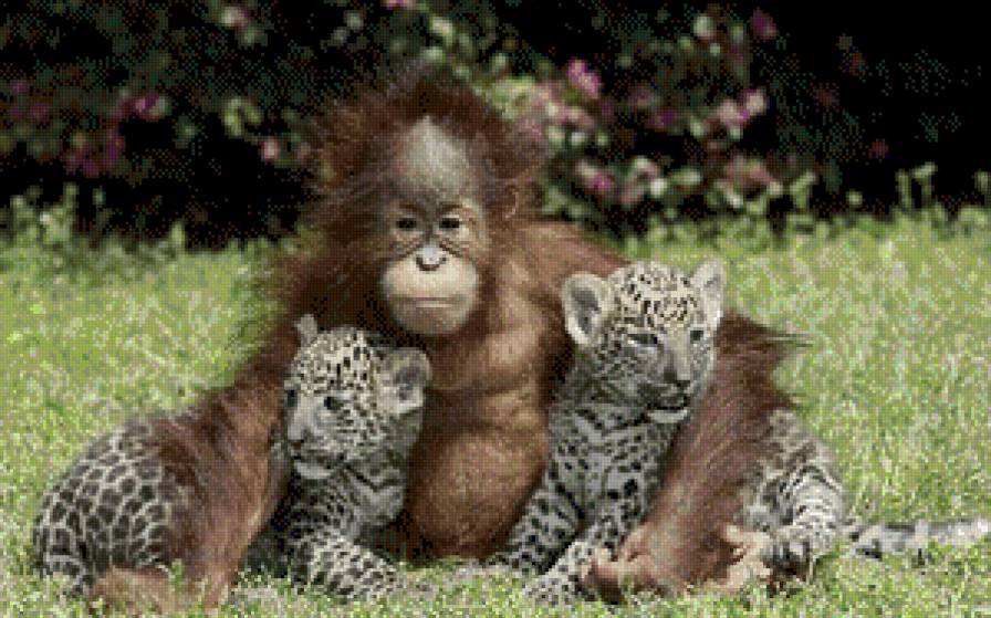 друзья - животние - предпросмотр