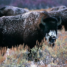 Схема вышивки «бизоны»