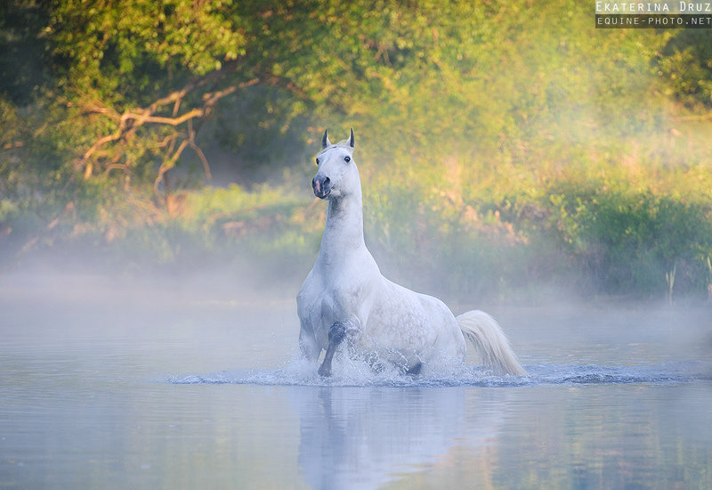 купание лошадь - животние - оригинал