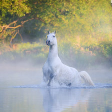 купание лошадь