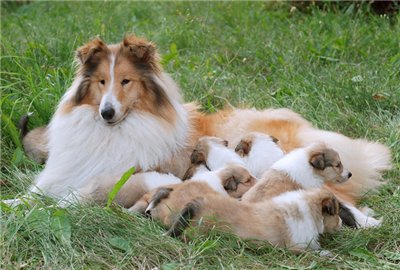 колли - животние - оригинал