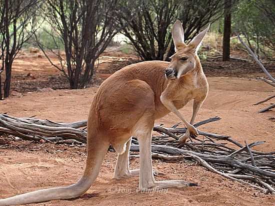 кенгуру - животние - оригинал