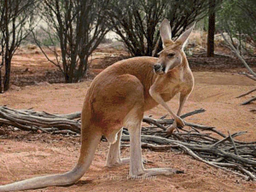 кенгуру - животние - предпросмотр