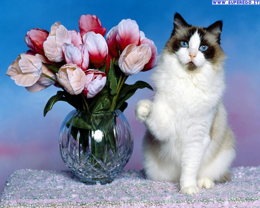 тюльпаны - тюльпаны, животные, кот, цветы - оригинал