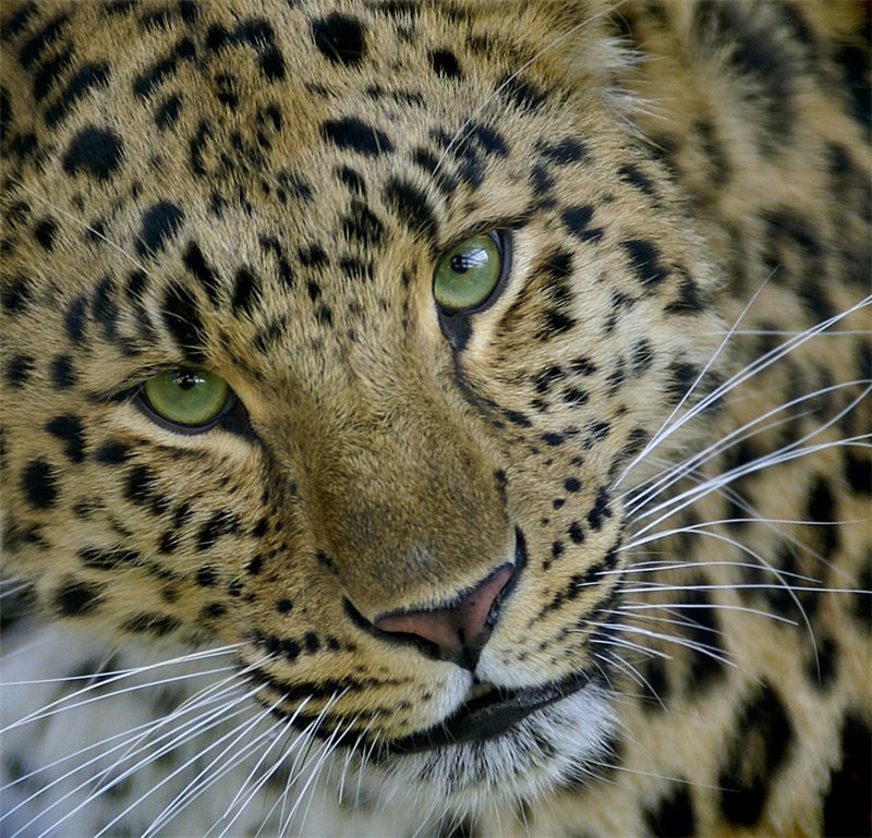 Взгляд - оригинал