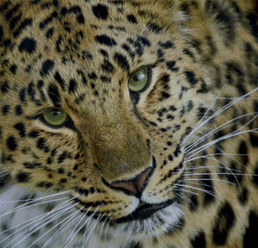 Взгляд - предпросмотр