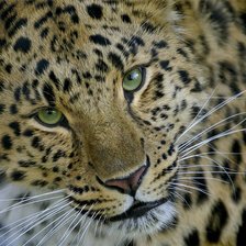 Схема вышивки «Взгляд»