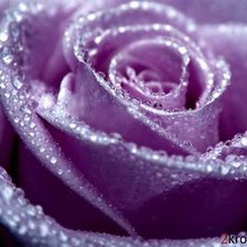 Схема вышивки «роза»