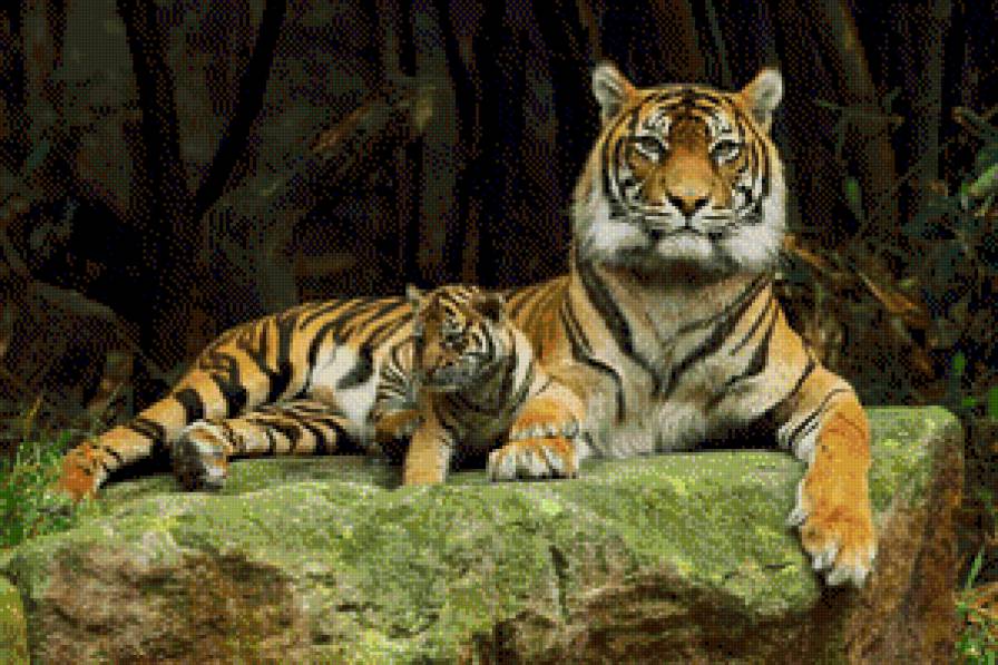 тигры - предпросмотр