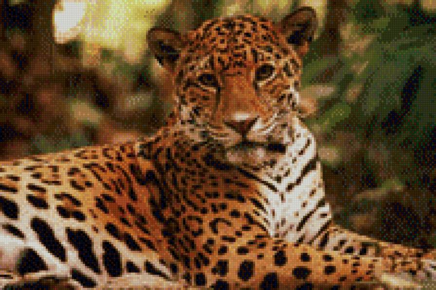 хищники - предпросмотр