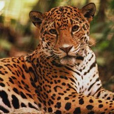 Схема вышивки «хищники»