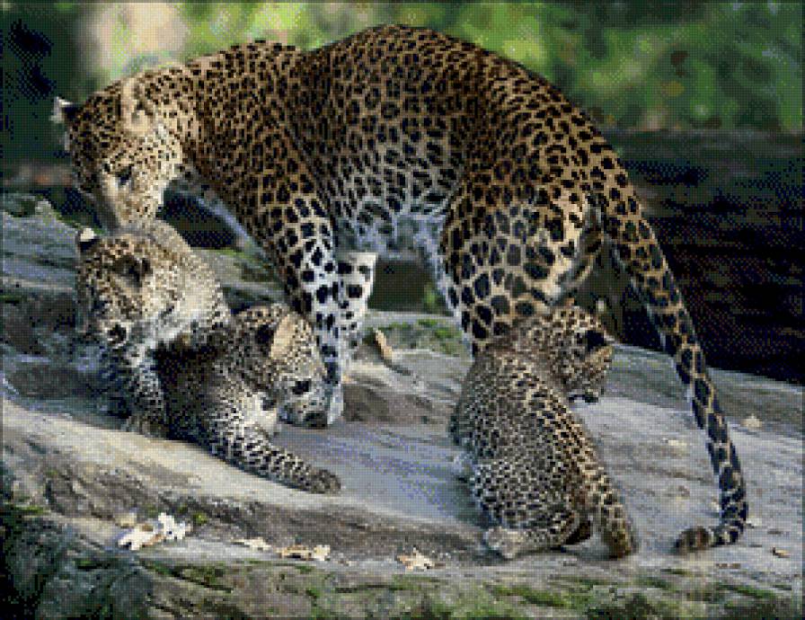 хищники - предпросмотр