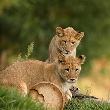 Схема вышивки «тигер»