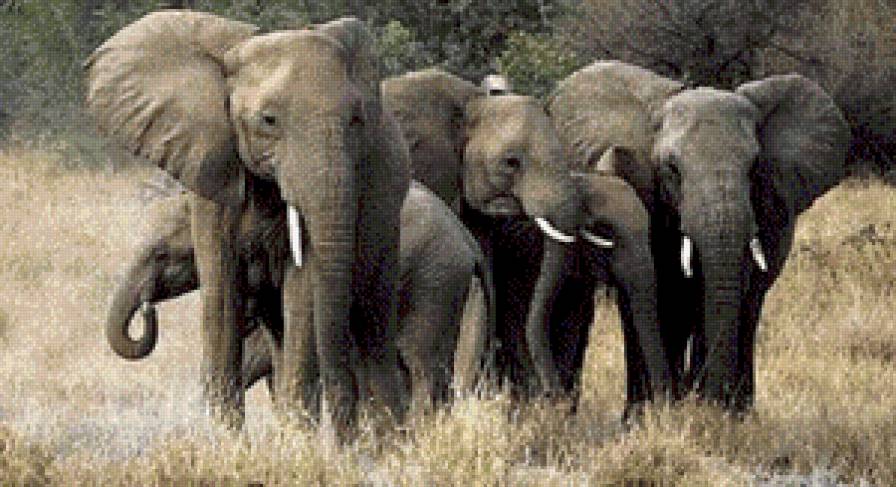 слоны - животние - предпросмотр