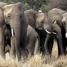 Схема вышивки «слоны»