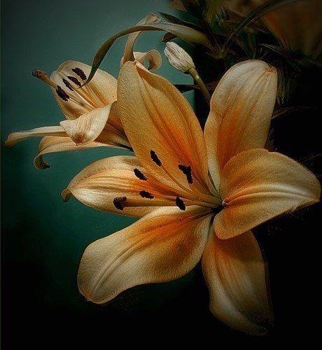 Лилии - лилии, цветы, живопись - оригинал