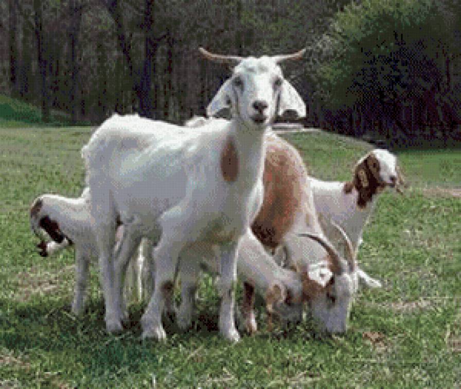 симья - животние - предпросмотр