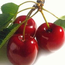 Схема вышивки «вишня»