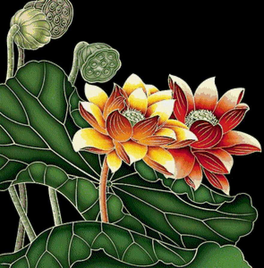 Лотосы на черном - лотос, азия, восток, цветы - предпросмотр