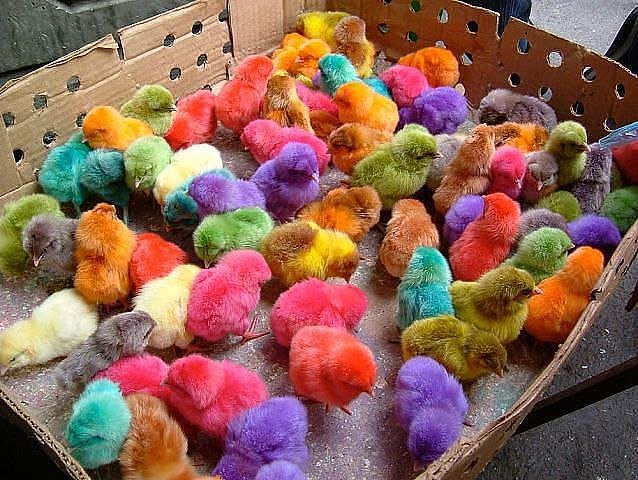 Цыплята - радуга, птенец, птица - оригинал