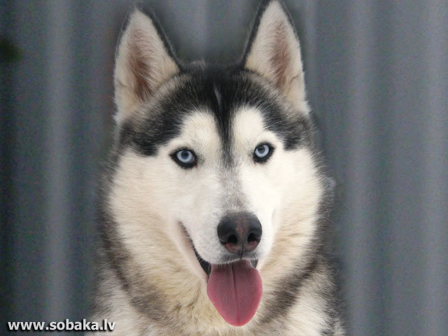 Хаски - оригинал
