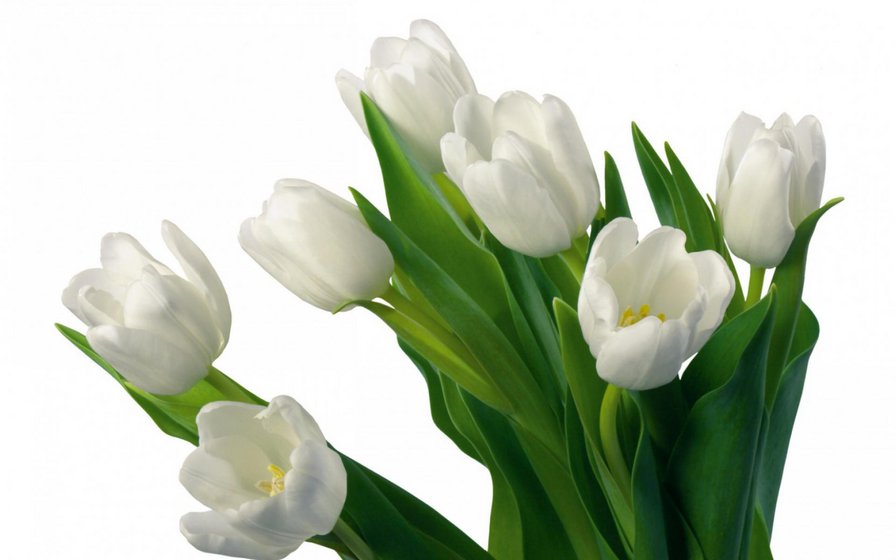 Белые тюльпаны - оригинал