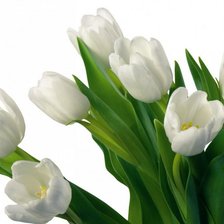 Оригинал схемы вышивки «Белые тюльпаны» (№842857)