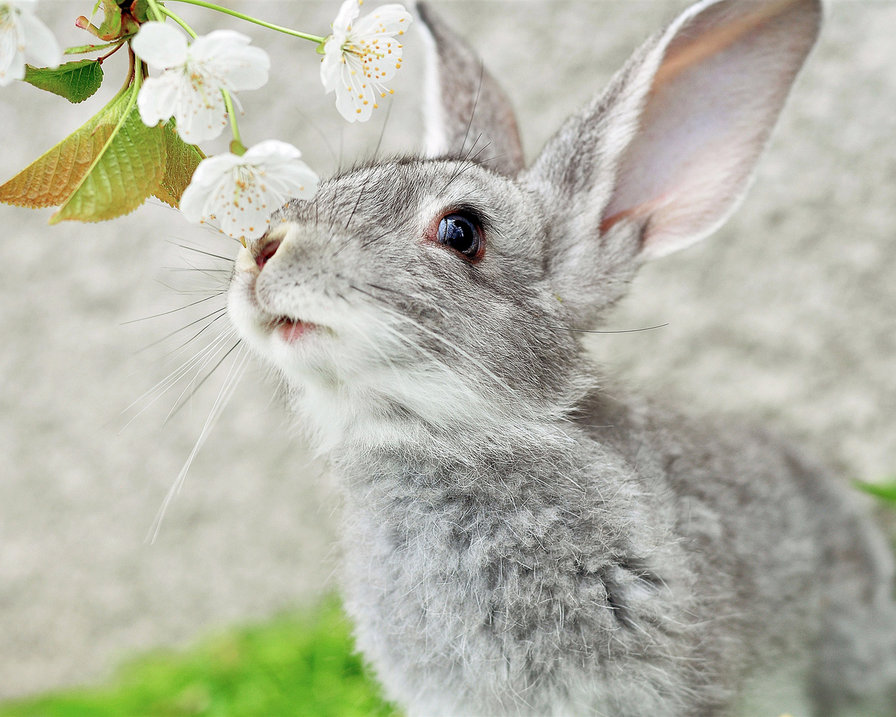 весна - зайчик, весна - оригинал