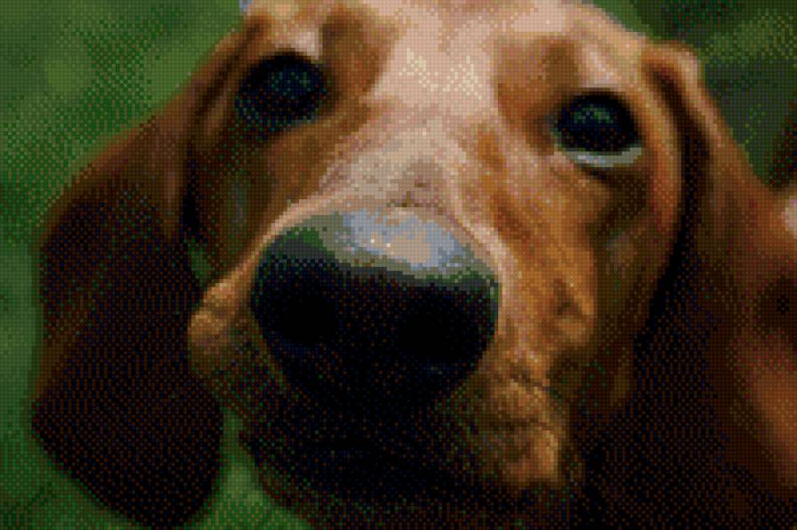 Такса - такса - предпросмотр