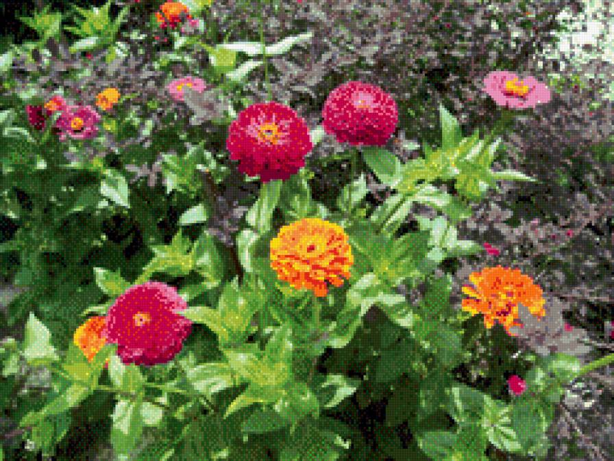 Циннии - цветы, цинния - предпросмотр