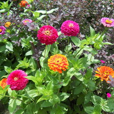 Схема вышивки «Циннии»