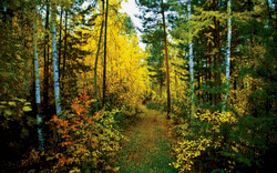 №843320 - утро, лес - предпросмотр