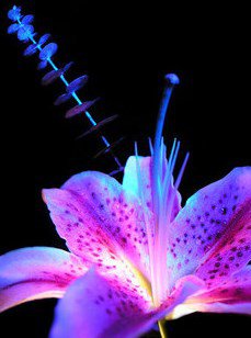 №843508 - оригинал