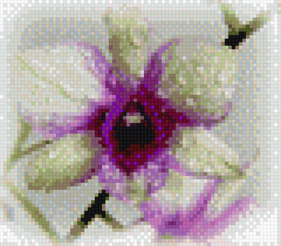 орхидея 2 - предпросмотр