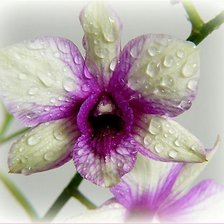Схема вышивки «орхидея 2»