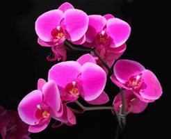 №844267 - оригинал