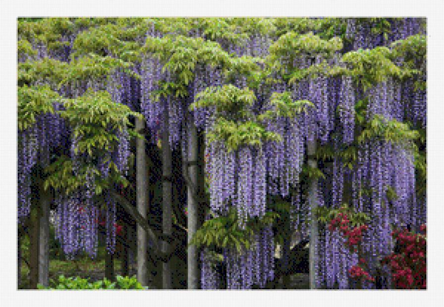 цветы - ростение - предпросмотр