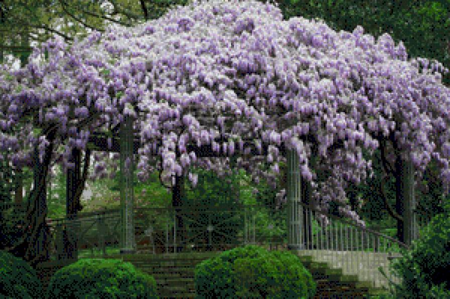 бисетка - цветы, растения - предпросмотр