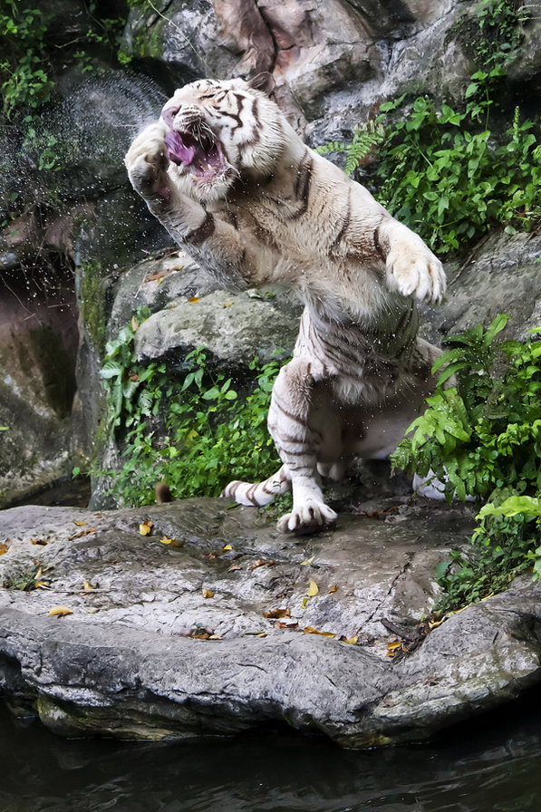 тигер - животние - оригинал