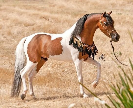 арабский скакун - оригинал