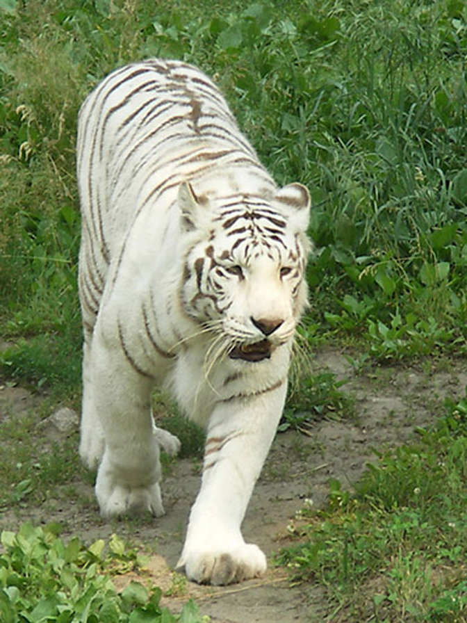 белый тигер - животние - оригинал